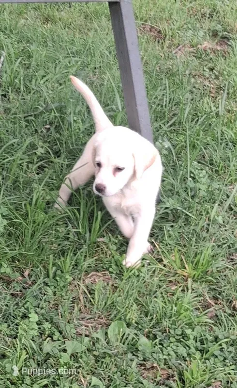 White Girl – Labrador Retriever puppy for sale in Castalian Springs, TN