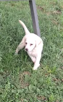 White Girl, a female Labrador Retriever for sale in Castalian Springs, TN – 1 of 2