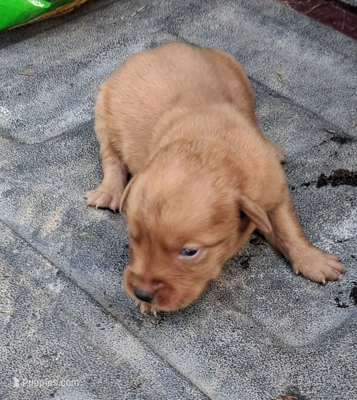 Dark Foxfire boy – Labrador Retriever puppy for sale in Castalian Springs, TN