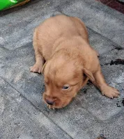 Dark Foxfire boy, a male Labrador Retriever for sale in Castalian Springs, TN – 1 of 1