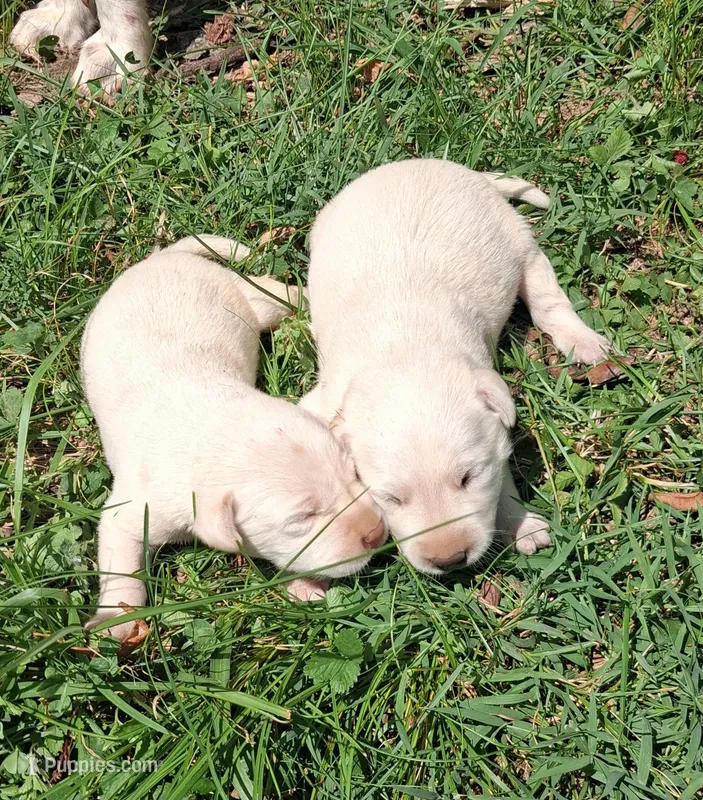 White Boy – Labrador Retriever puppy for sale in Castalian Springs, TN