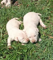 White Boy, a male Labrador Retriever for sale in Castalian Springs, TN – 1 of 1