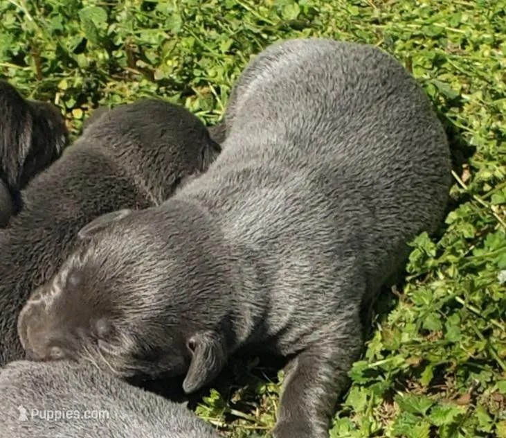 Female Charcoal 1 – Labrador Retriever puppy for sale in Castalian Springs, TN