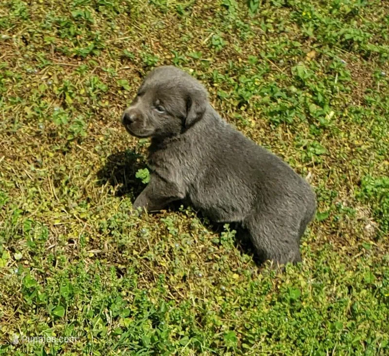 Female Charcoal 1 – Labrador Retriever puppy for sale in Castalian Springs, TN