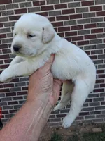 White Girl, a female Labrador Retriever for sale in Castalian Springs, TN – 2 of 2