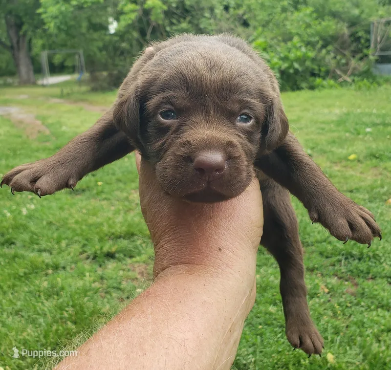 Chocolate Female – Labrador Retriever puppy for sale in Castalian Springs, TN