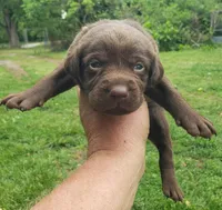 Chocolate Female, a female Labrador Retriever for sale in Castalian Springs, TN – 1 of 2