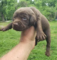 Chocolate Female, a female Labrador Retriever for sale in Castalian Springs, TN – 2 of 2