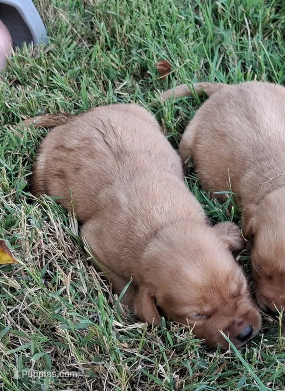 Dark Foxfire boy – Labrador Retriever puppy for sale in Castalian Springs, TN