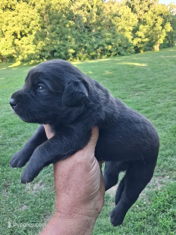 Black Girl – Labrador Retriever puppy for sale in Castalian Springs, TN