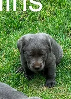 Charcoal Girl, a female Labrador Retriever for sale in Castalian Springs, TN – 2 of 2
