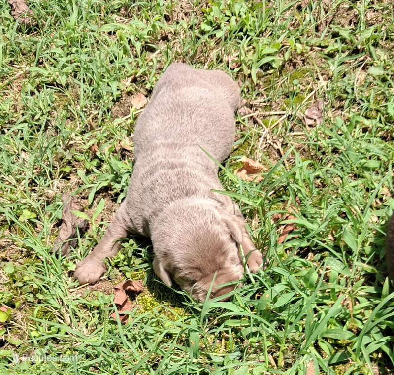 Silver Girl – Labrador Retriever puppy for sale in Castalian Springs, TN