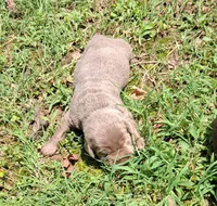Silver Girl, a female Labrador Retriever for sale in Castalian Springs, TN – 1 of 1