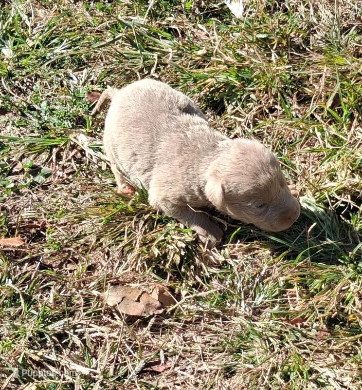Silver Girl – Labrador Retriever puppy for sale in Castalian Springs, TN