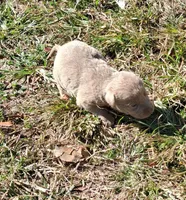 Silver Girl, a female Labrador Retriever for sale in Castalian Springs, TN – 1 of 1