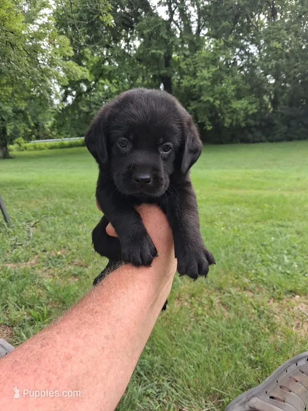 Black Boy – Labrador Retriever puppy for sale in Castalian Springs, TN