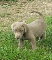 Silver Girl, a female Labrador Retriever for sale in Castalian Springs, TN – 2 of 2