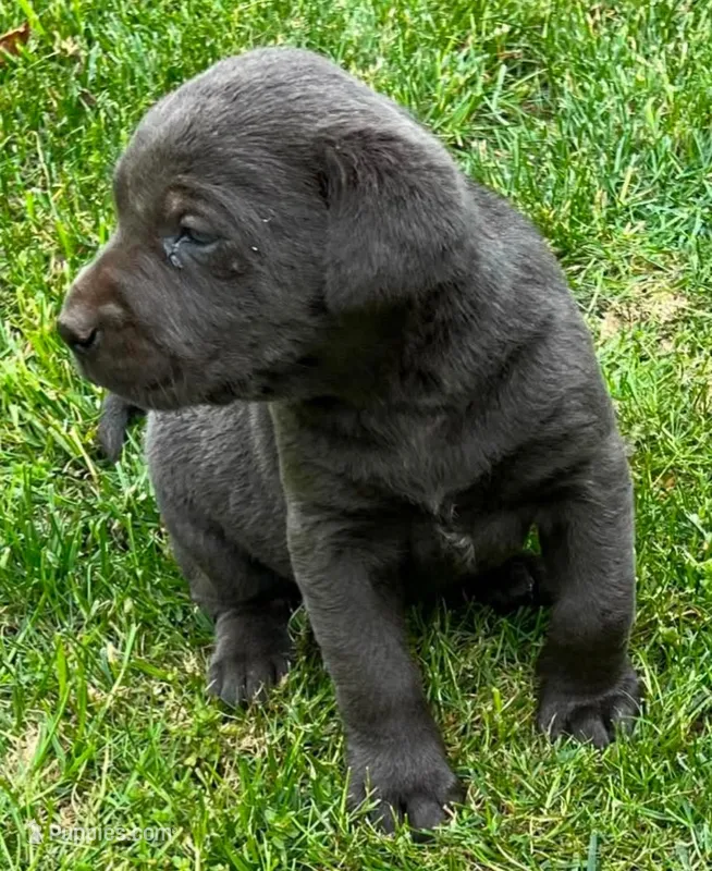 Charcoal Male – Labrador Retriever puppy for sale in Castalian Springs, TN
