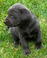 Charcoal Male, a male Labrador Retriever for sale in Castalian Springs, TN – 1 of 1