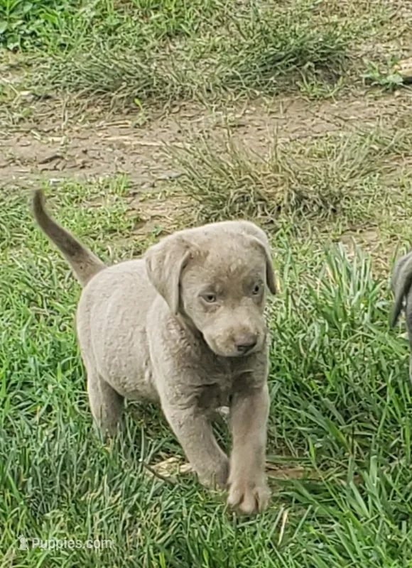 Silver Girl – Labrador Retriever puppy for sale in Castalian Springs, TN