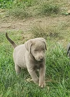 Silver Girl, a female Labrador Retriever for sale in Castalian Springs, TN – 1 of 2