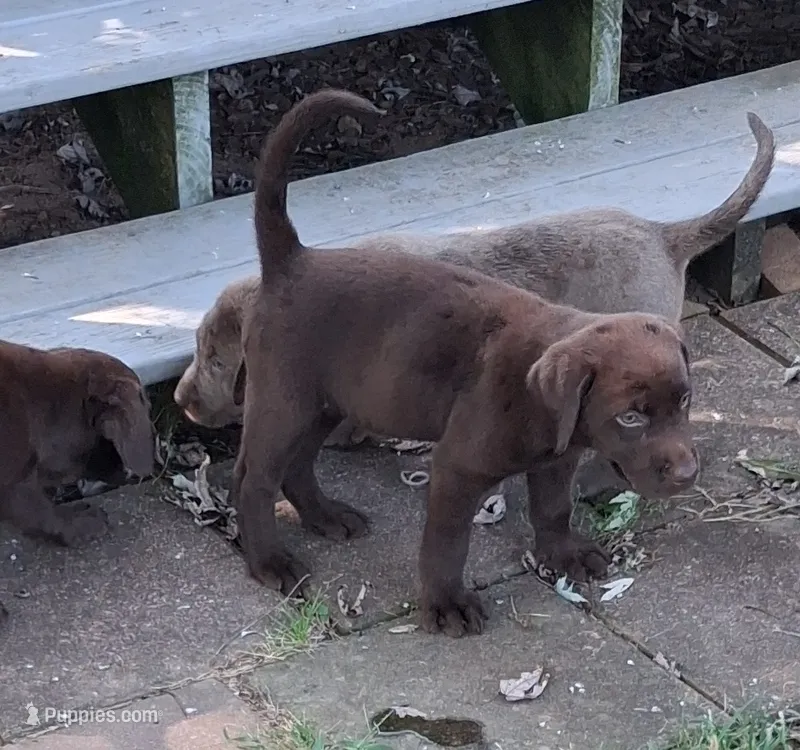 Chocolate Girl – Labrador Retriever puppy for sale in Castalian Springs, TN
