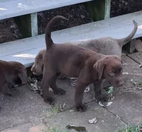 Chocolate Girl, a female Labrador Retriever for sale in Castalian Springs, TN – 1 of 1