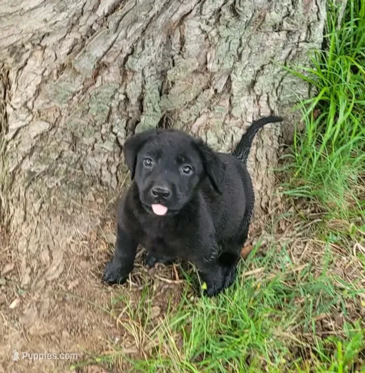 Black female – Labrador Retriever puppy for sale in Castalian Springs, TN