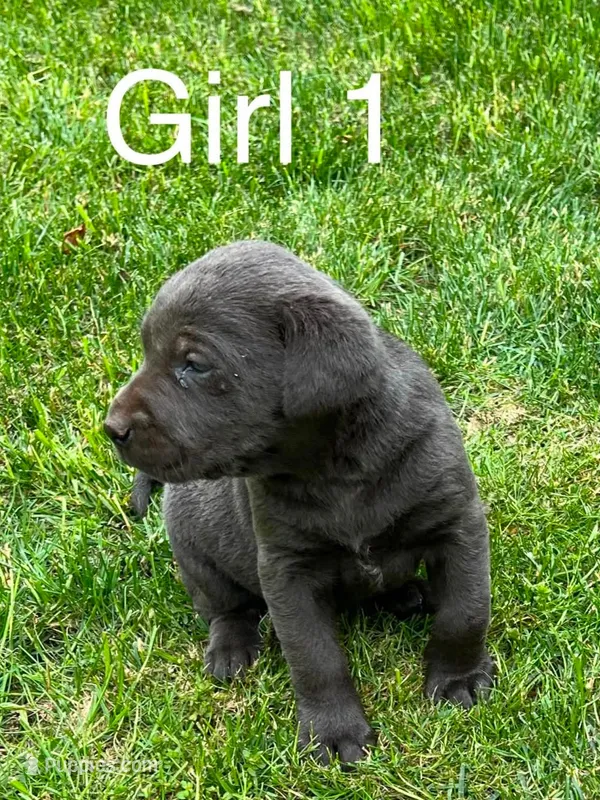 Charcoal Girl, a female Labrador Retriever for sale in Castalian Springs, TN – 1 of 2