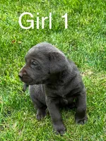 Charcoal Girl, a female Labrador Retriever for sale in Castalian Springs, TN – 1 of 2