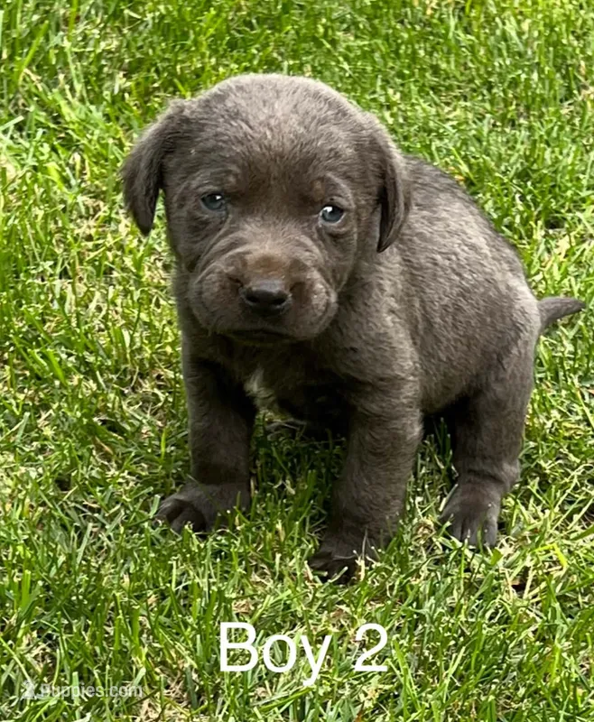 Charcoal Boy 2 – Labrador Retriever puppy for sale in Castalian Springs, TN