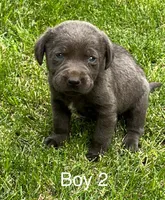 Charcoal Boy 2, a male Labrador Retriever for sale in Castalian Springs, TN – 1 of 1