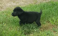 Black female, a female Labrador Retriever for sale in Castalian Springs, TN – 1 of 1