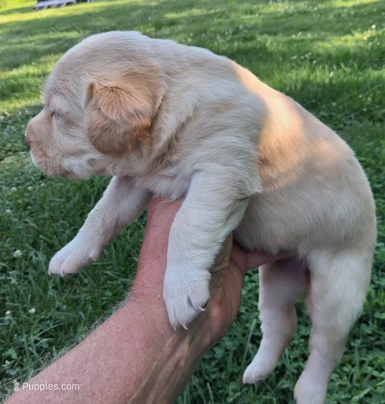 Yellow Girl – Labrador Retriever puppy for sale in Castalian Springs, TN