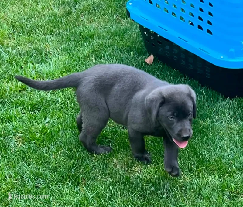 Charcoal Male – Labrador Retriever puppy for sale in Castalian Springs, TN
