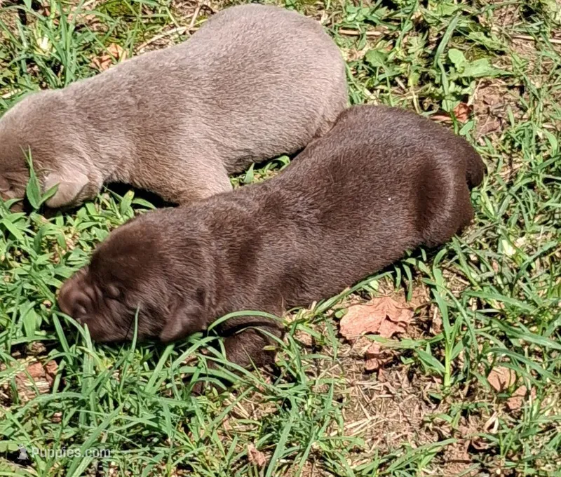 Chocolate Girl – Labrador Retriever puppy for sale in Castalian Springs, TN