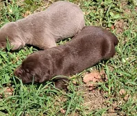 Chocolate Girl, a female Labrador Retriever for sale in Castalian Springs, TN – 1 of 1