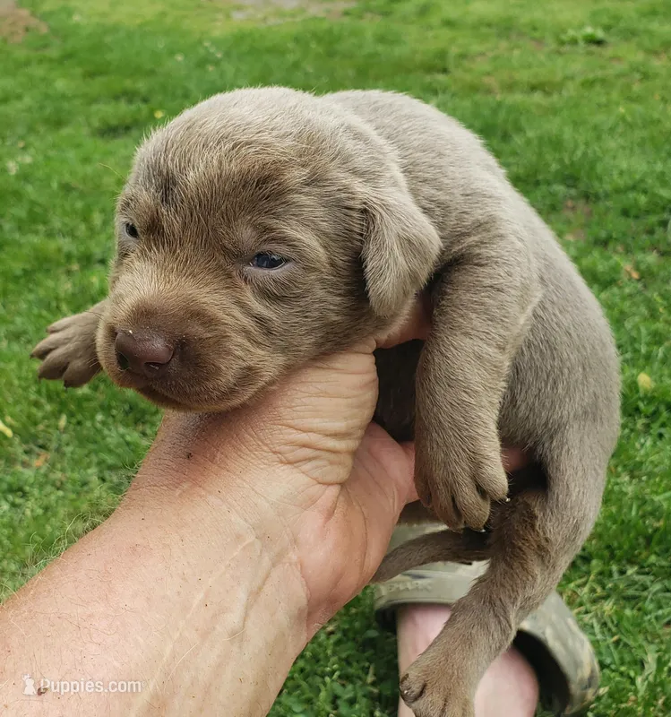 Silver Girl – Labrador Retriever puppy for sale in Castalian Springs, TN