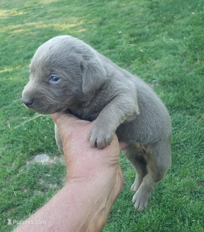 Silver Girl – Labrador Retriever puppy for sale in Castalian Springs, TN