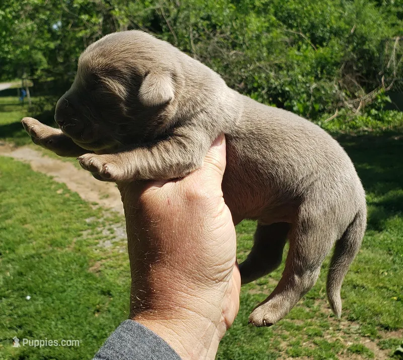 Silver Girl – Labrador Retriever puppy for sale in Castalian Springs, TN