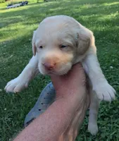 Yellow Girl, a female Labrador Retriever for sale in Castalian Springs, TN – 2 of 2