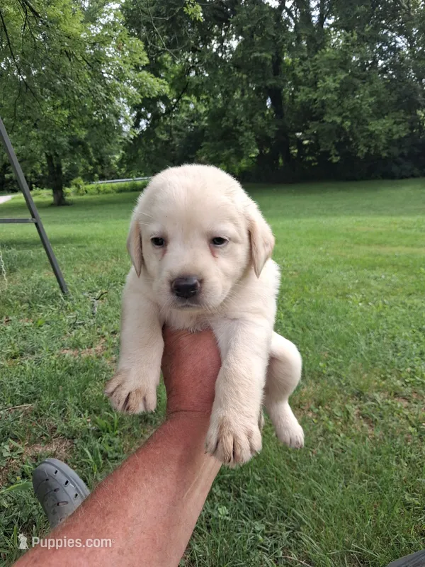 White Girl – Labrador Retriever puppy for sale in Castalian Springs, TN