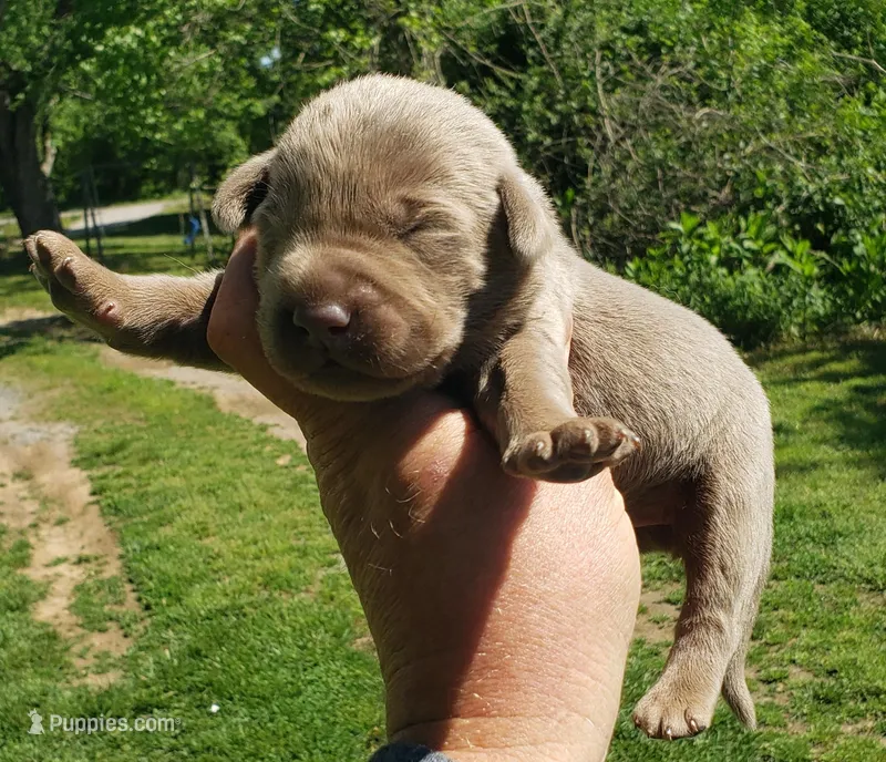 Silver Boy – Labrador Retriever puppy for sale in Castalian Springs, TN