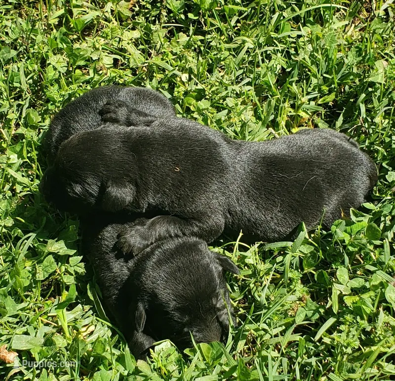 Black Girl – Labrador Retriever puppy for sale in Castalian Springs, TN