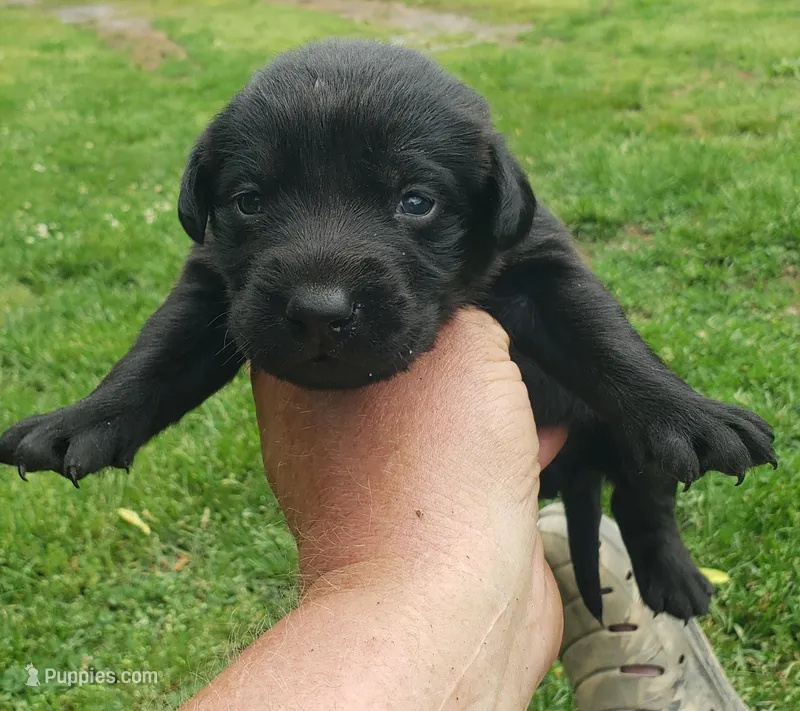 Black Girl – Labrador Retriever puppy for sale in Castalian Springs, TN