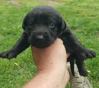 Black Girl, a female Labrador Retriever for sale in Castalian Springs, TN – 1 of 2