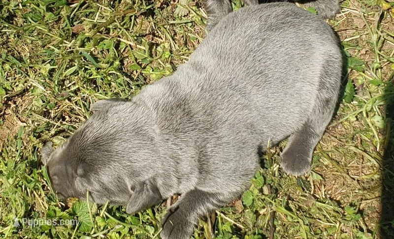 Charcoal boy 1 – Labrador Retriever puppy for sale in Castalian Springs, TN