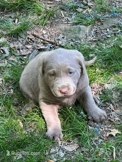 Silver 6 Girl – Labrador Retriever puppy for sale in Castalian Springs, TN