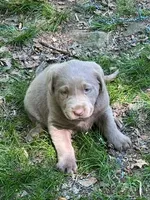 Silver 6 Girl, a female Labrador Retriever for sale in Castalian Springs, TN – 1 of 1