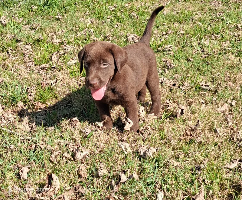 Chocolate Female – Labrador Retriever puppy for sale in Castalian Springs, TN